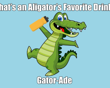 What is an Alligator’s Favorite Drink?