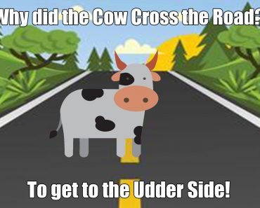 Why did the Cow Cross the Road?