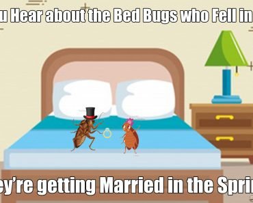 Did you Hear about the Bed Bugs who Fell in love?