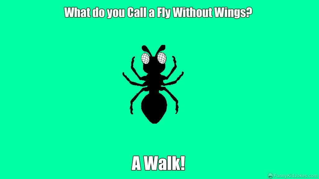 What do you Call a Fly Without Wings?