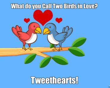 What-do-you-Call-Two-Birds-in-Love